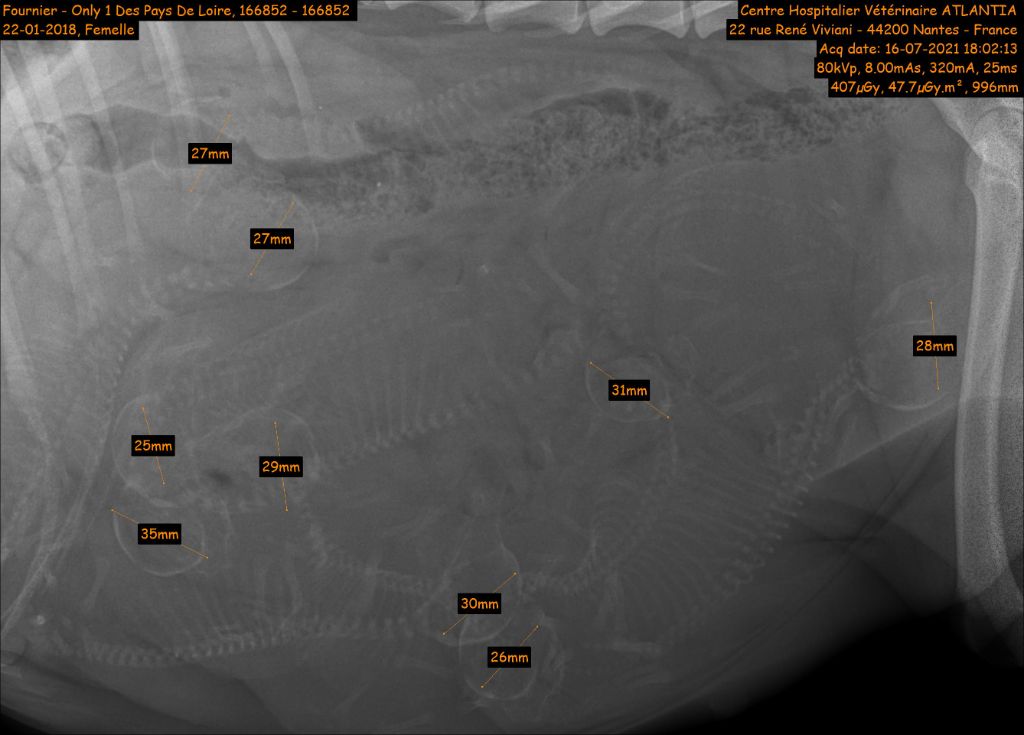 des Pays de Loire - 16/07/2021_radiographie