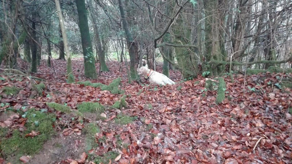 des Pays de Loire - 04.12.2017_Field sur Bécasse de Callac