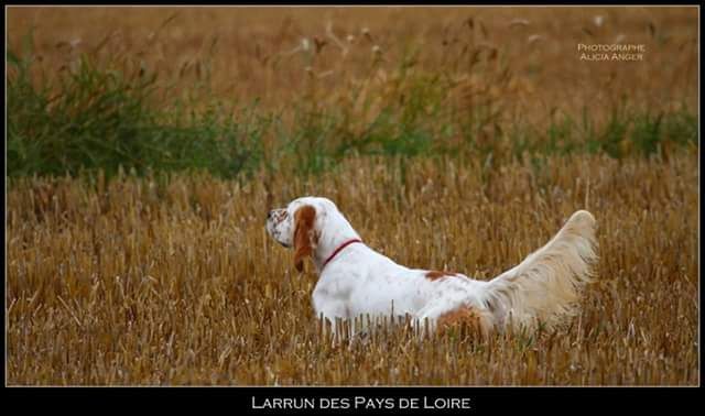 des Pays de Loire - LARRUN DES PAYS DE LOIRE_TRIALER Bécasse & Bécassine