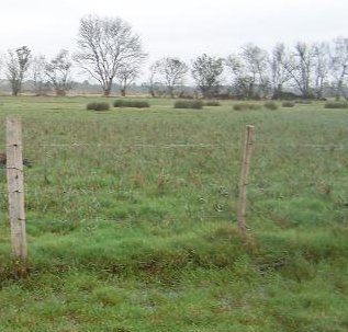 des Pays de Loire - Automne 2014 sur Bécassines - COUERON