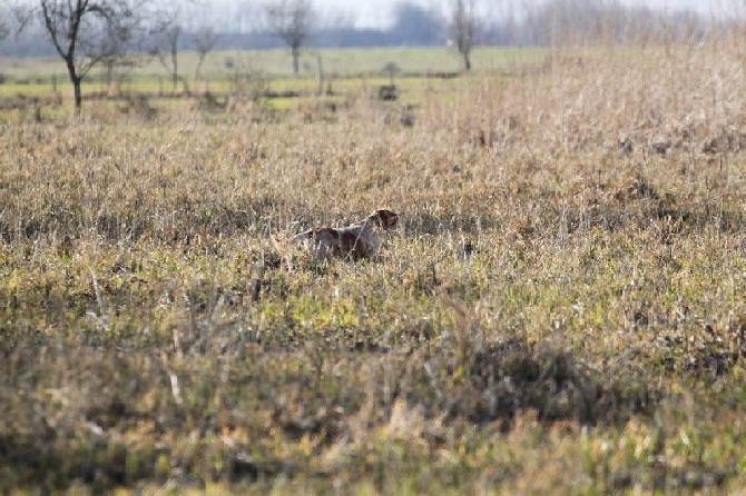 des Pays de Loire - Printemps 2015 sur Bécassines - COUERON 2ème jour