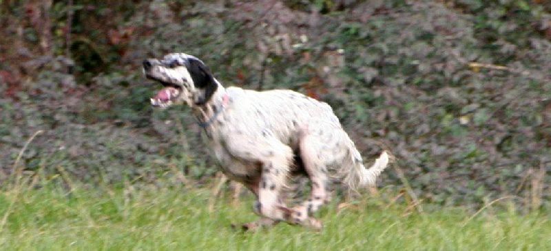 des Pays de Loire - Naissance des chiots de GOLDIKOVA & GERNIKA 