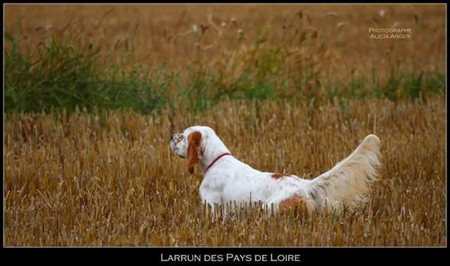 des Pays de Loire - 08.10.2016_field-trial de Couëron 