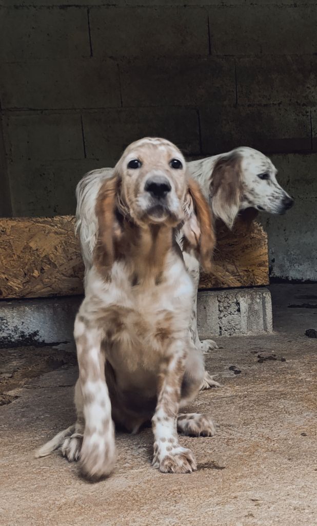 des Pays de Loire - AV chiot setter anglais mâle né le 01.04.25