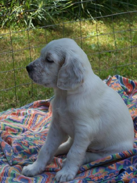 Les chiots d'ARIETTA et de VAILLANT - 6 semaines